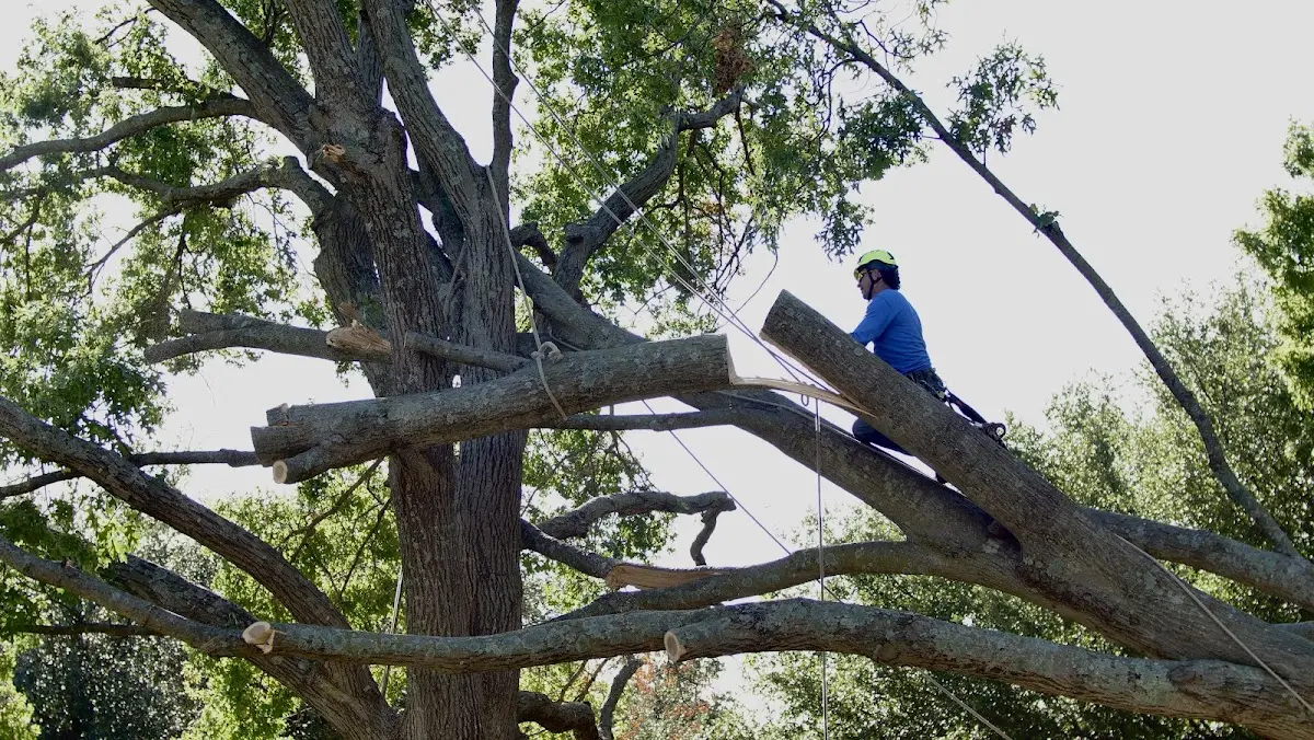 Professional Crown Thinning performed by certified arborists in Foreman
