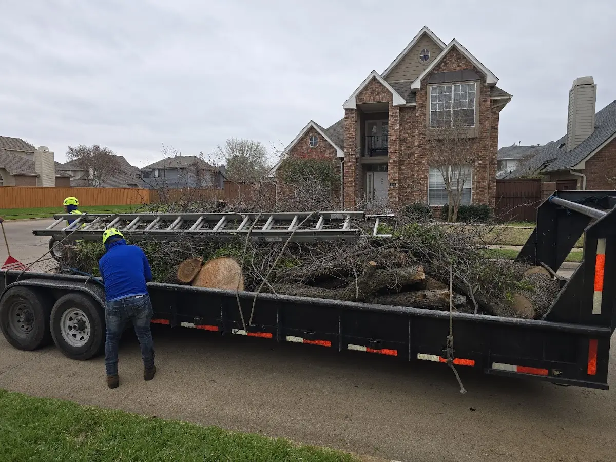 Expert Tree Pest Control with proper safety equipment in Foreman